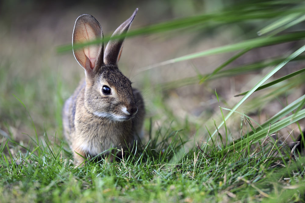 Bunny outside 2024